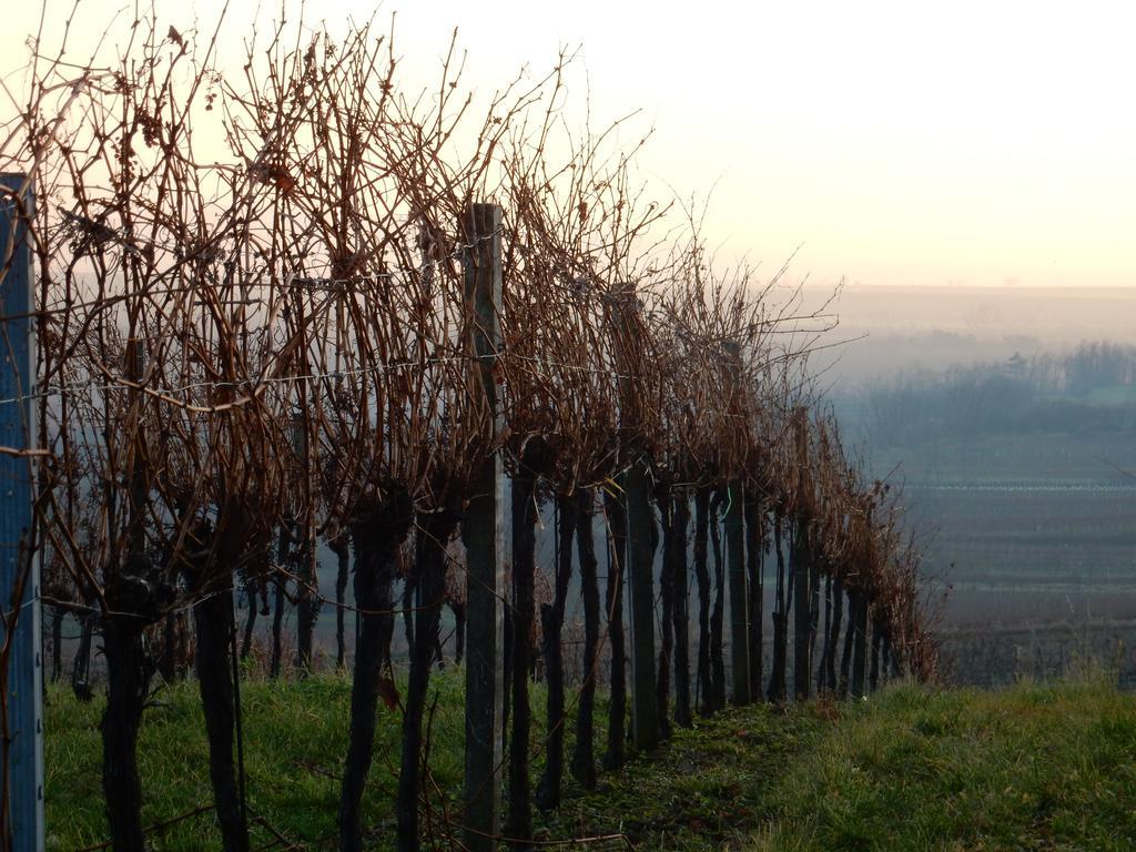 Hotel Pension Rudi - Weingut Kellner Pulkau Esterno foto